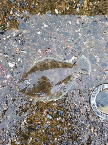 マコガレイの釣果