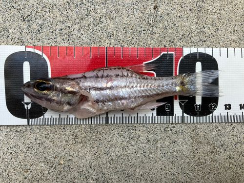 イシモチの釣果