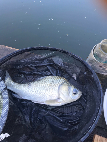 ヘラブナの釣果