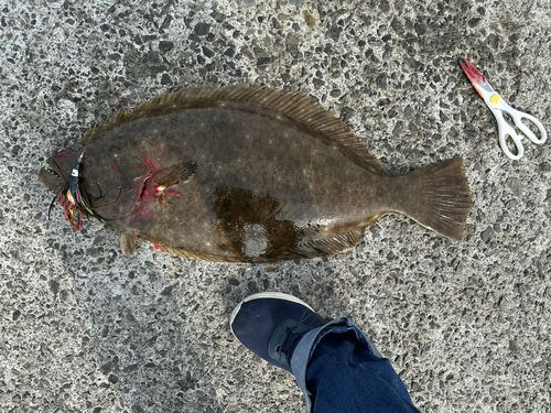 ヒラメの釣果