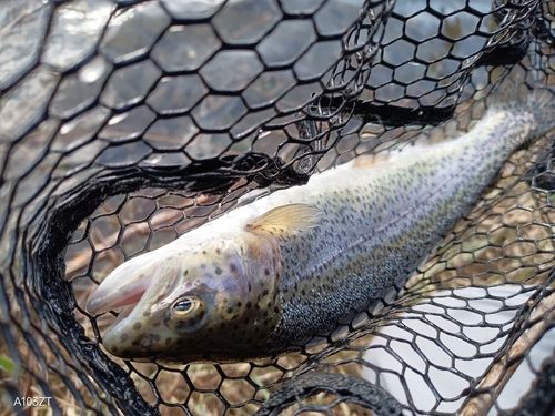 ニジマスの釣果