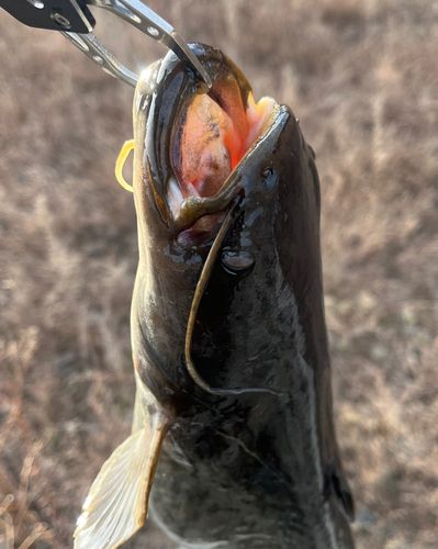 ナマズの釣果