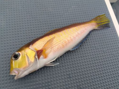 キアマダイの釣果