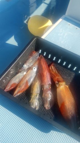 マルイカの釣果