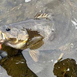 スモールマウスバス