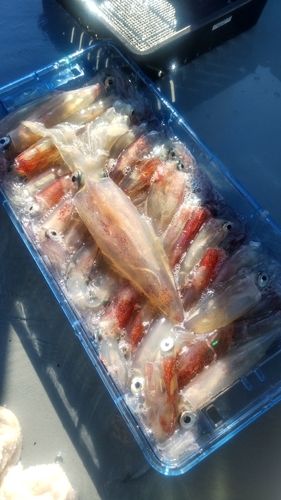 マルイカの釣果