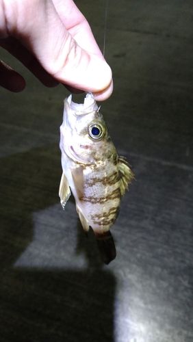 メバルの釣果