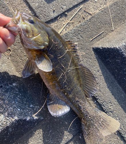 スモールマウスバスの釣果
