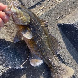 スモールマウスバス