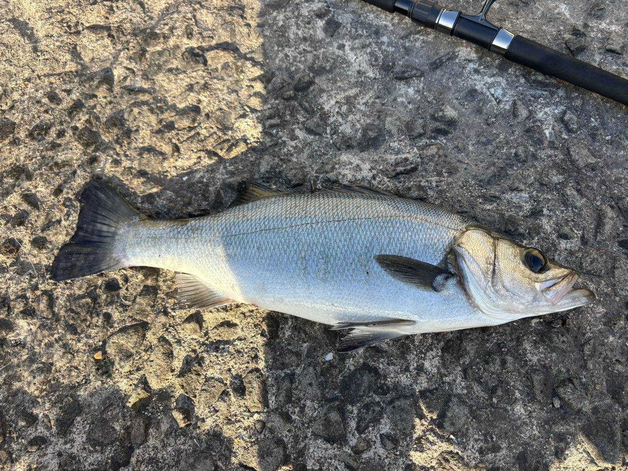 Ripple Fisher アヴァリス 106MHの最安値・インプレ・釣果 | 本音の