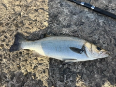 ヒラスズキの釣果