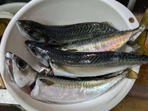 サバの釣果