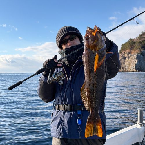 アイナメの釣果