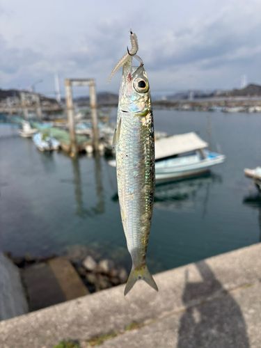 マイワシの釣果