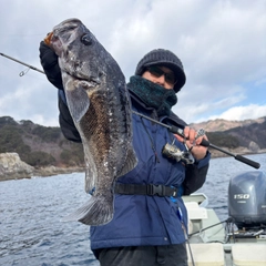 クロソイの釣果