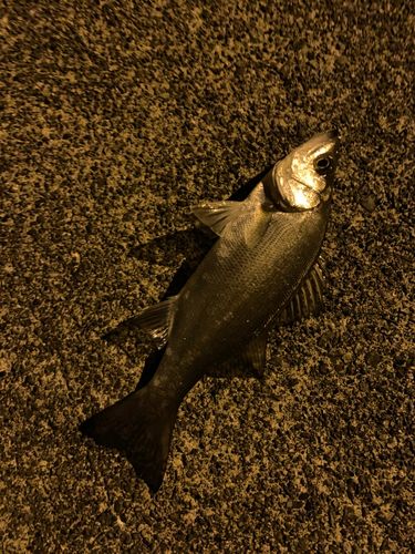 下田港（伊豆半島）