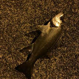 セイゴ（マルスズキ）