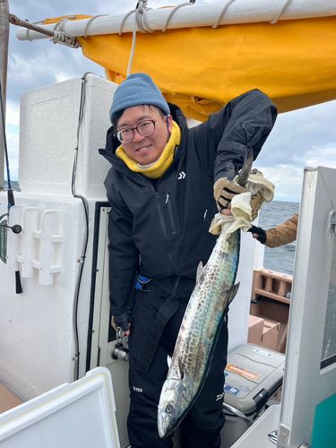 サワラの釣果