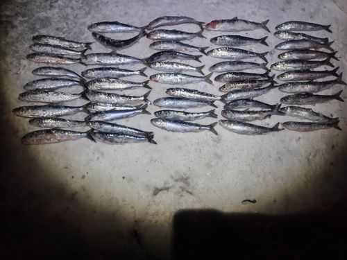 イワシの釣果