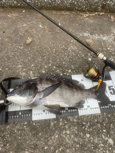 クロダイの釣果