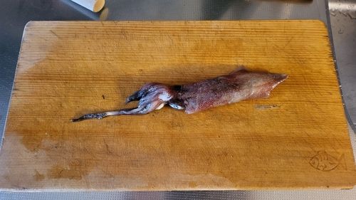 ヤリイカの釣果