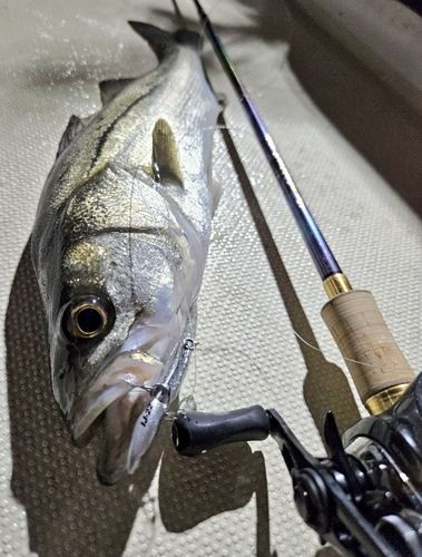 シーバスの釣果