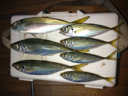 マアジの釣果