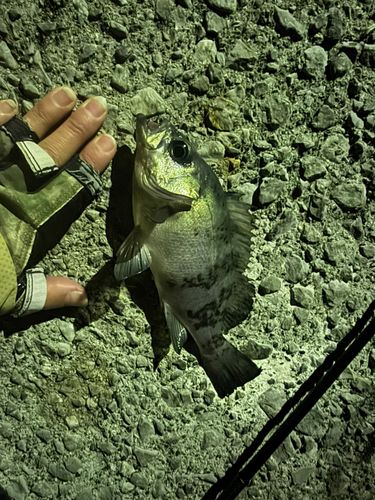 周防大島（屋代島）