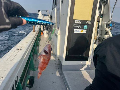 ユメカサゴの釣果