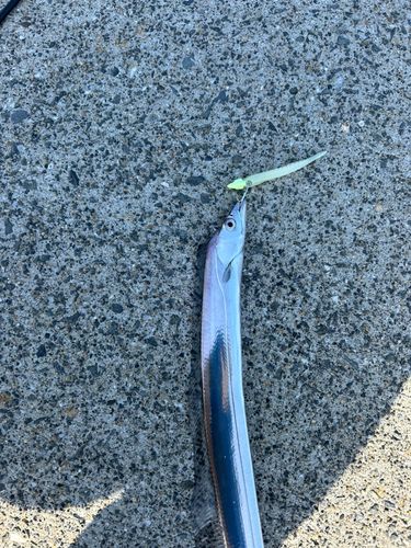 タチウオの釣果