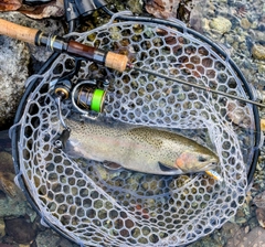 トラウトの釣果