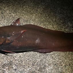 エゾイソアイナメ