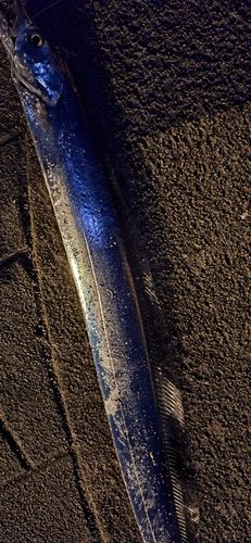 タチウオの釣果