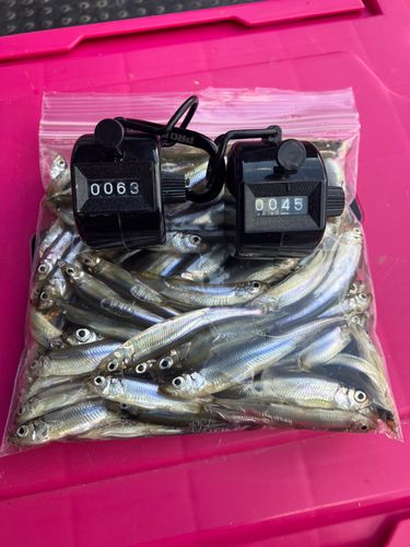 ワカサギの釣果