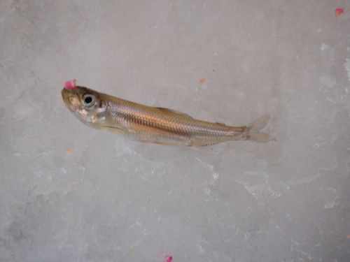 ワカサギの釣果