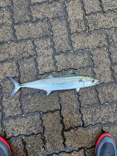 鞠山海遊パーク