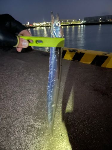 タチウオの釣果