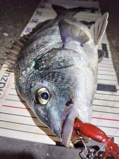 チヌの釣果