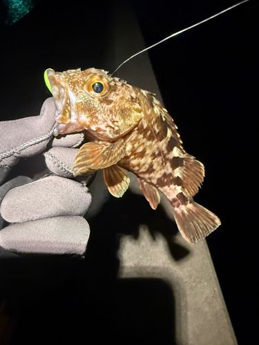 セントレア常滑港前島