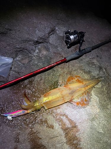 ヤリイカの釣果