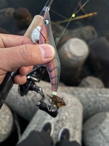 カワハギの釣果