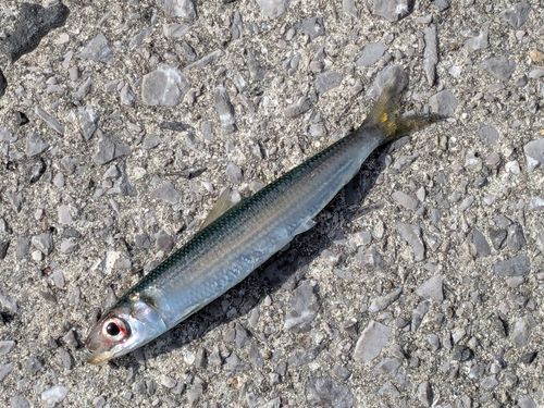 マイワシの釣果