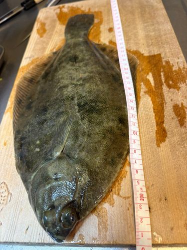 若洲海浜公園海釣り施設