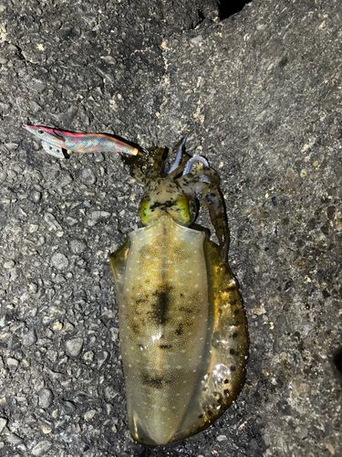 アオリイカの釣果