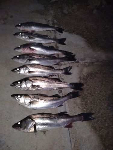 シーバスの釣果