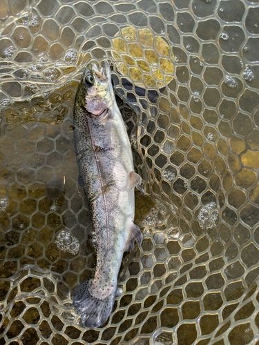 ニジマスの釣果
