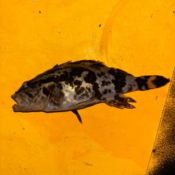 タケノコメバル