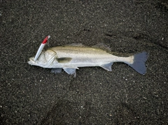 マルスズキの釣果