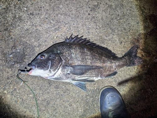 クロダイの釣果