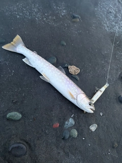 アメマスの釣果